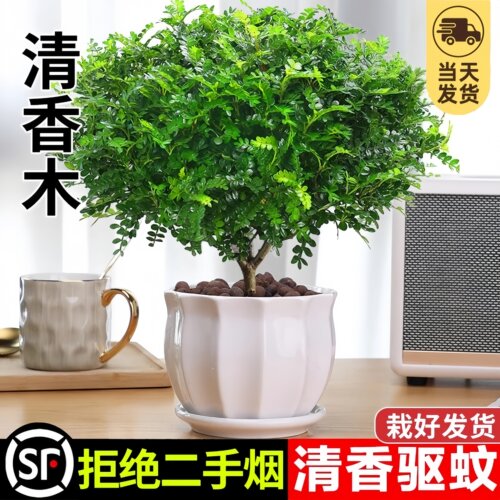 清香胡椒木九里香驱蚊室内盆栽