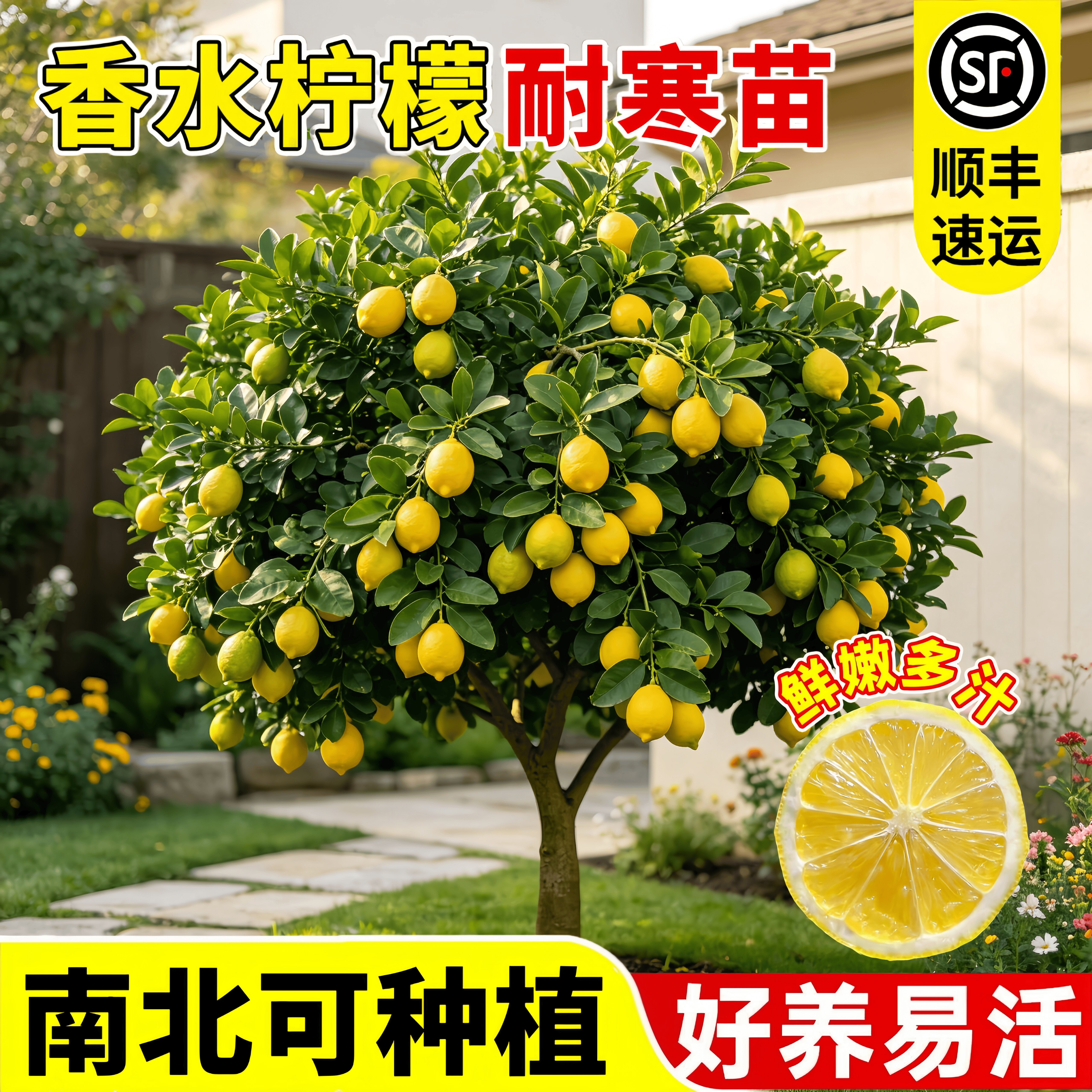 香水柠檬树苗可食用易活南北可种图片