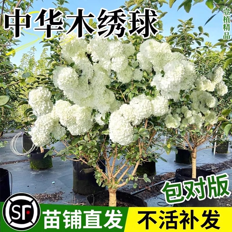 中华木绣球树苗大花斗球苗老桩白麻球庭院别墅木本风景树无尽夏花,鲜花速递/花卉仿真/绿植园艺,绣球/木绣球/木本植物,淘宝优惠券,粉丝福利购,淘宝优惠卷