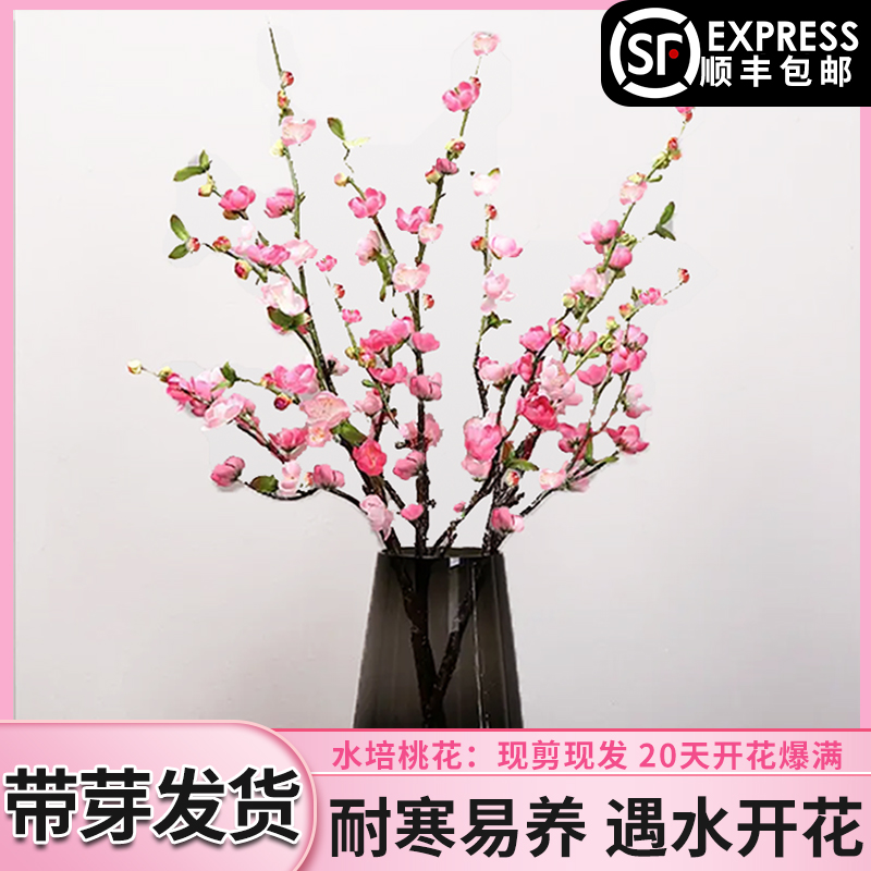 桃花枝鲜枝水培植物水养