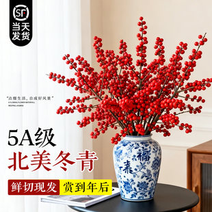 北美冬青红果真花鲜切花年宵花客厅旺宅水培鲜花切枝盆栽鲜枝银柳