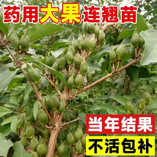 连翘树苗药用高产大果连翘盆栽地栽当年结果现挖现发多年采收果树