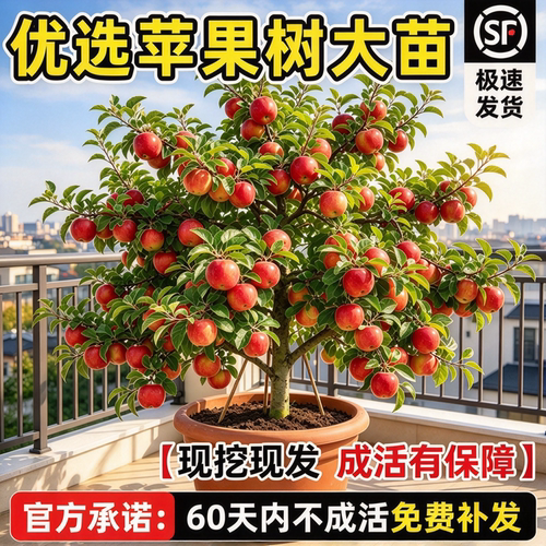 红富士苹果苗嫁接当年结果南北通