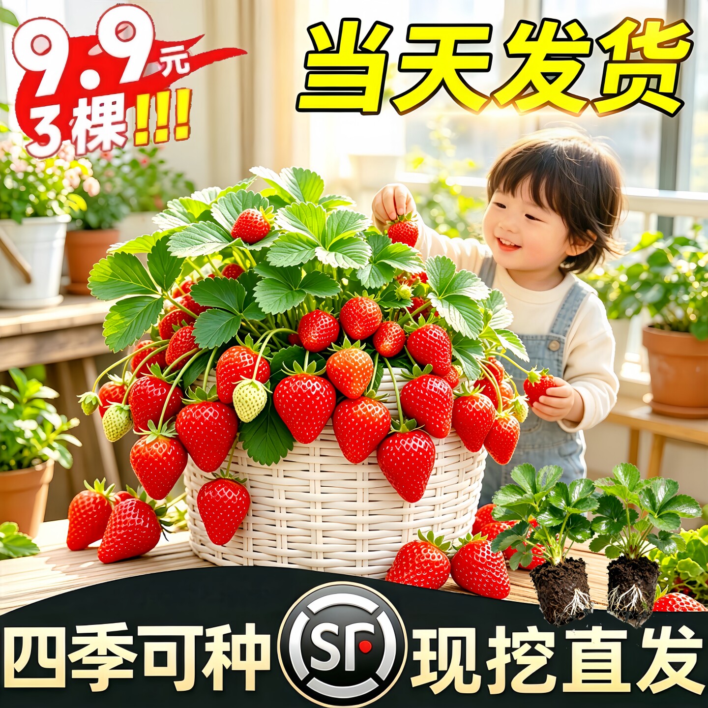 草莓苗穴盘苗秧四季结果盆栽奶油玄玉草莓种苗批发南北方种植果树