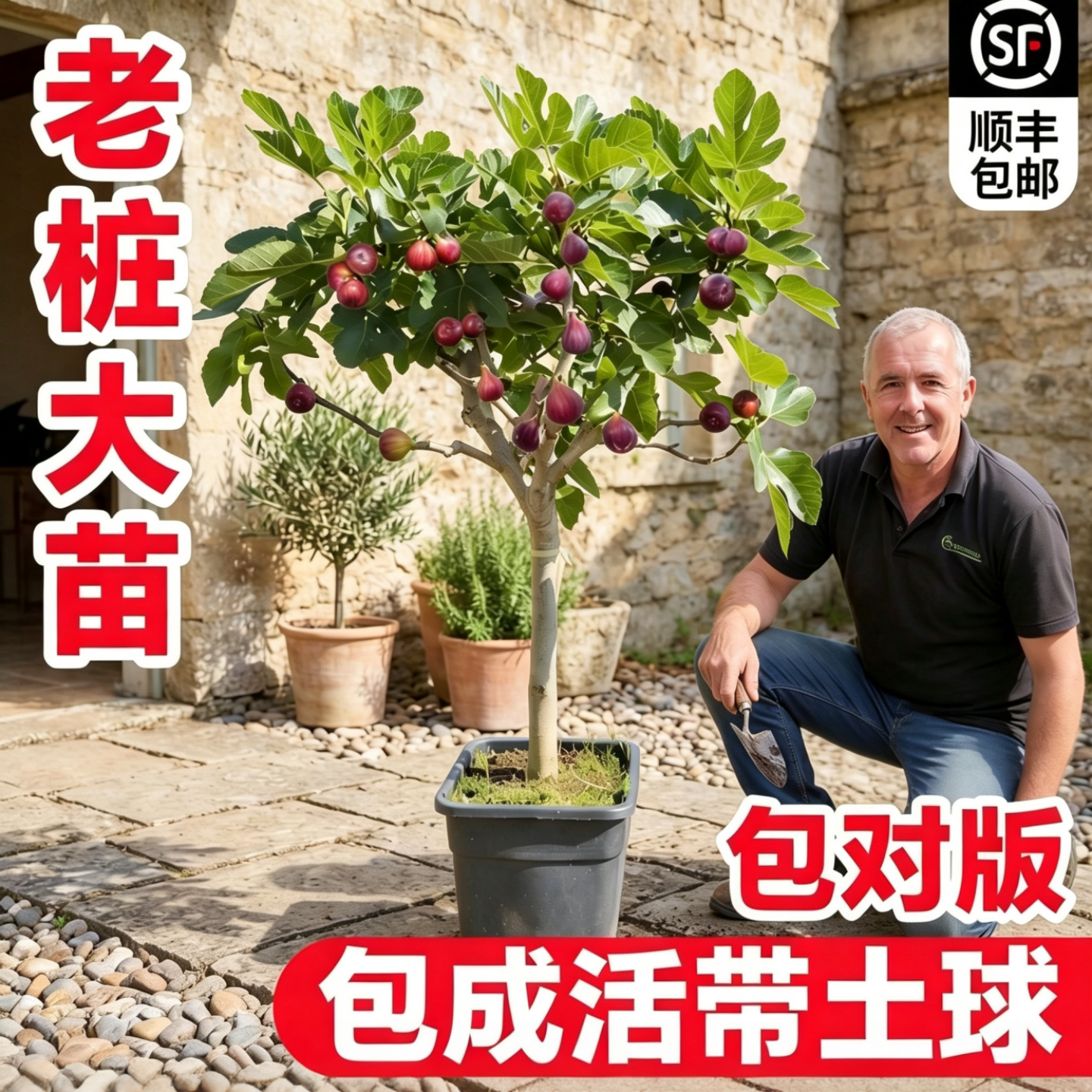 波姬红无花果苗当年结果盆栽图片