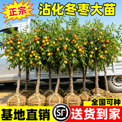 沾化冬枣超甜带土球矮化苗