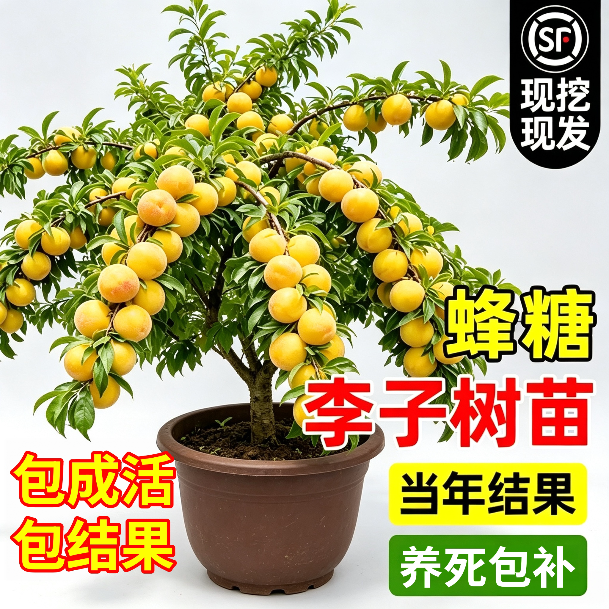 蜂糖李三华李嫁接果苗南北可种图片