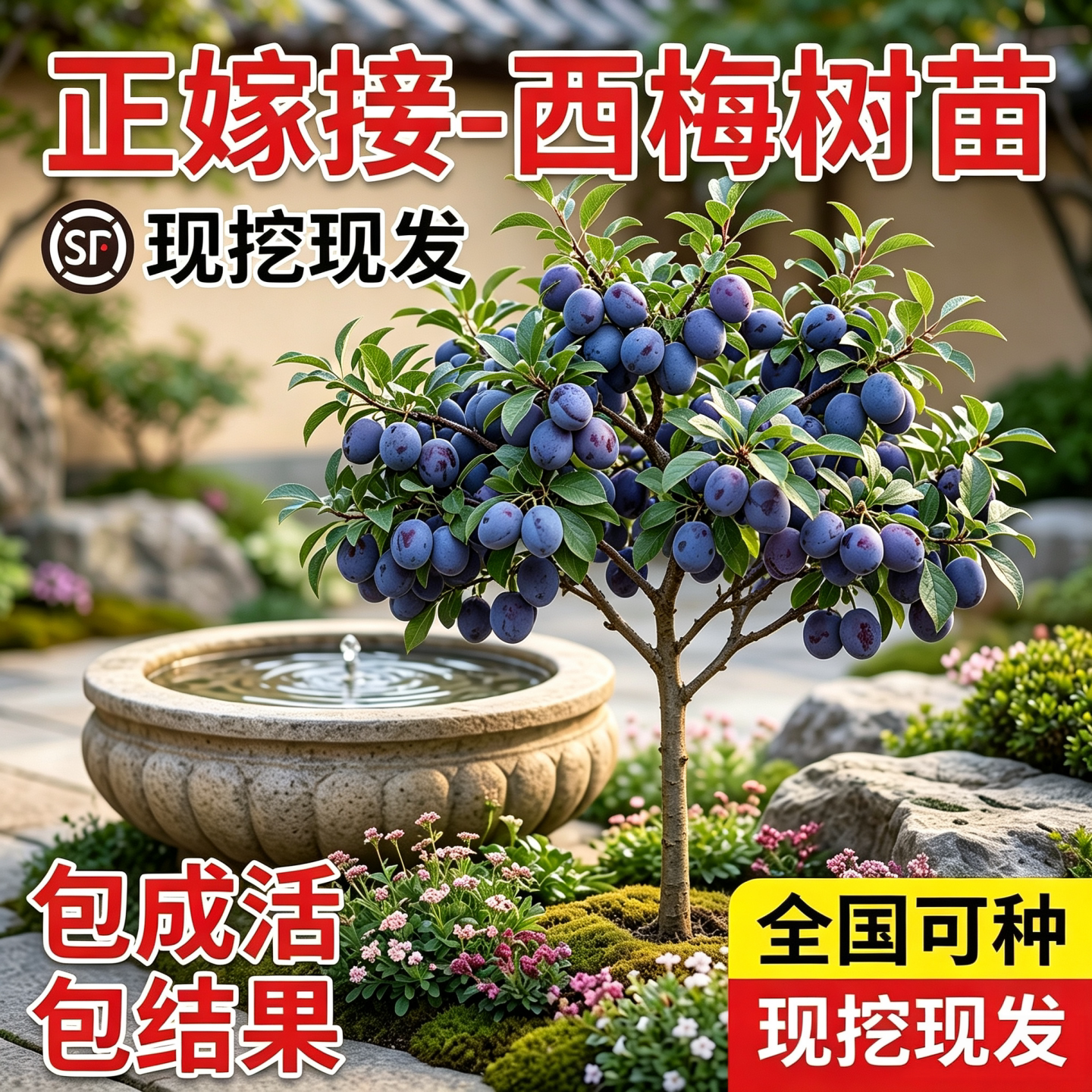 西梅树苗盆栽地栽当年结果图片