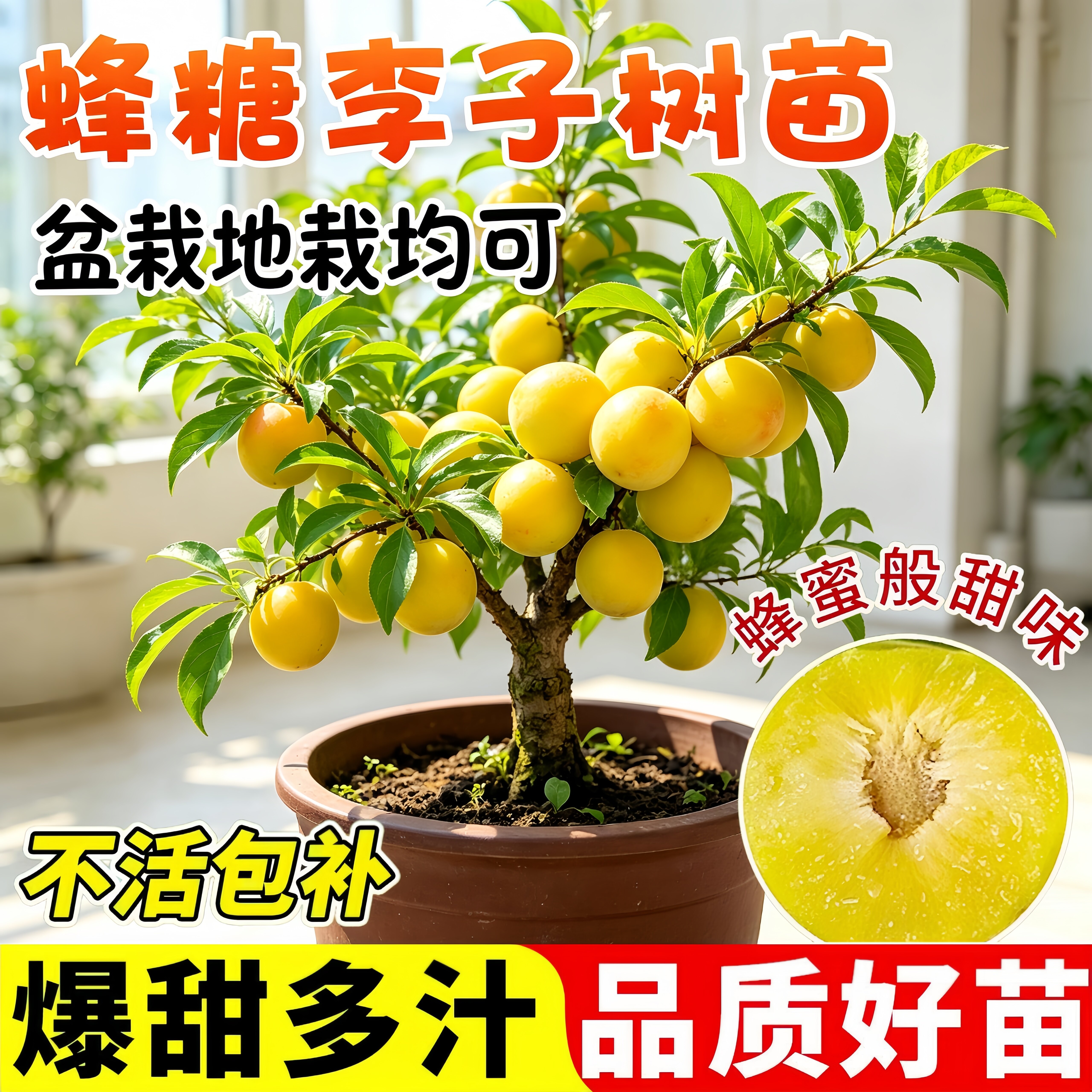 蜂糖李嫁接果苗当年结果图片