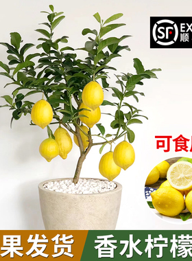 香水柠檬树苗盆栽食用老桩