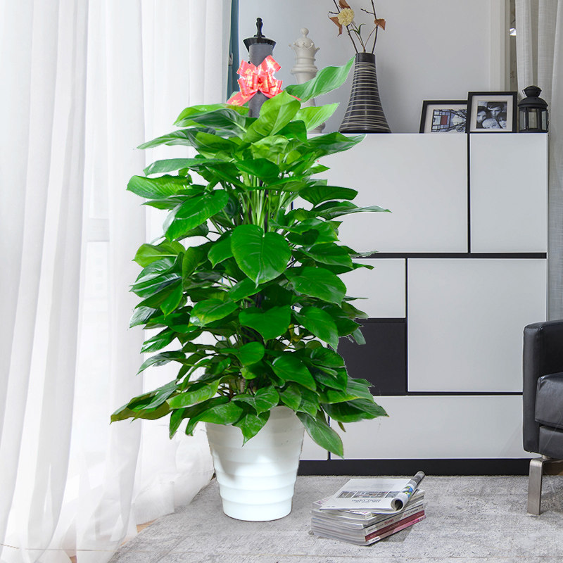大叶绿萝柱盆栽室内花卉吸甲醛客厅净化空气办公室大绿植大型植物