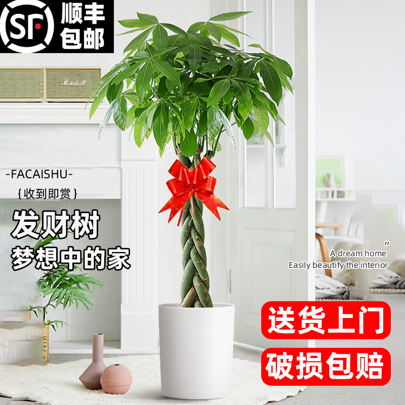 辫子发财树室内大型绿植