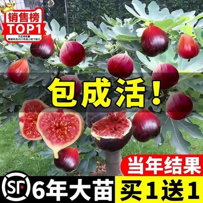 无花果树四季种植带果带土