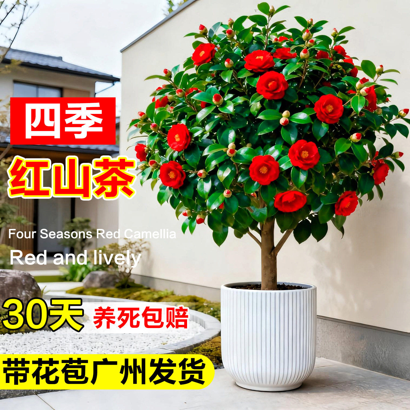 山茶花树苗带苞大花盆栽室内外图片
