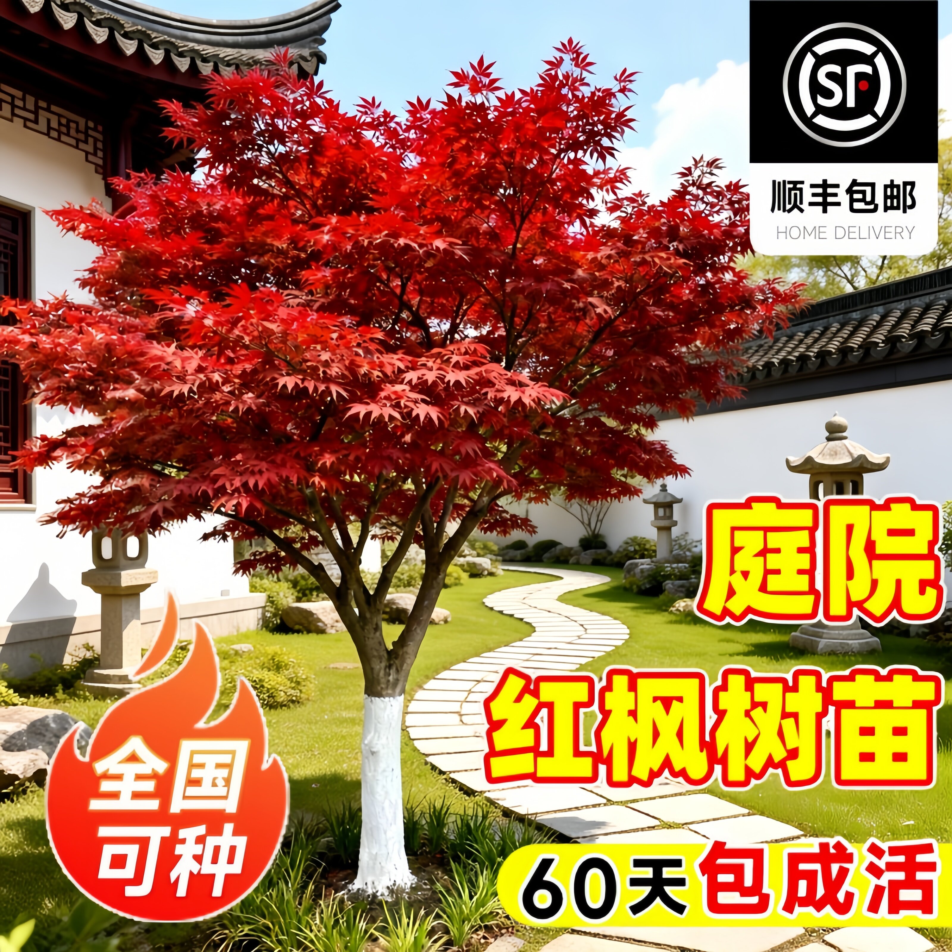 四季红枫树苗耐寒庭院地栽图片