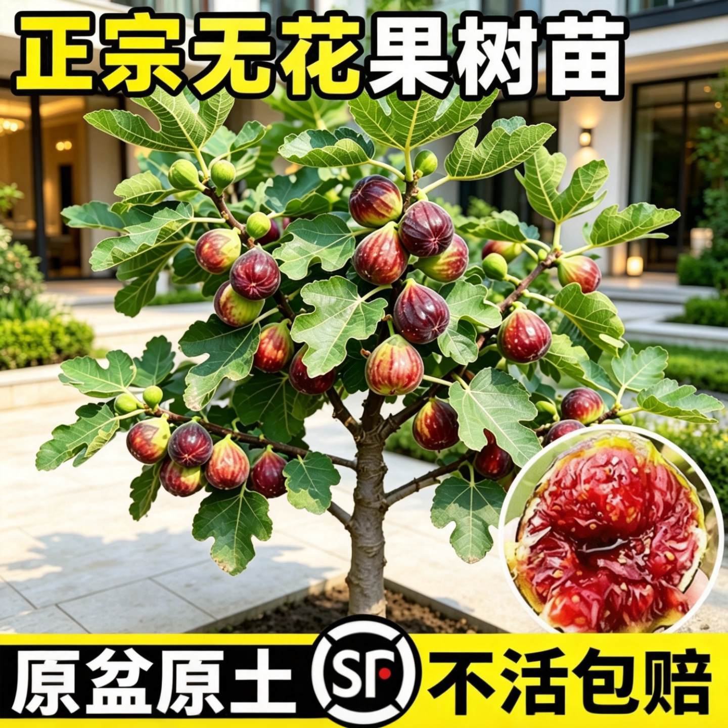 芭劳奈无花果矮化盆栽带果当年图片