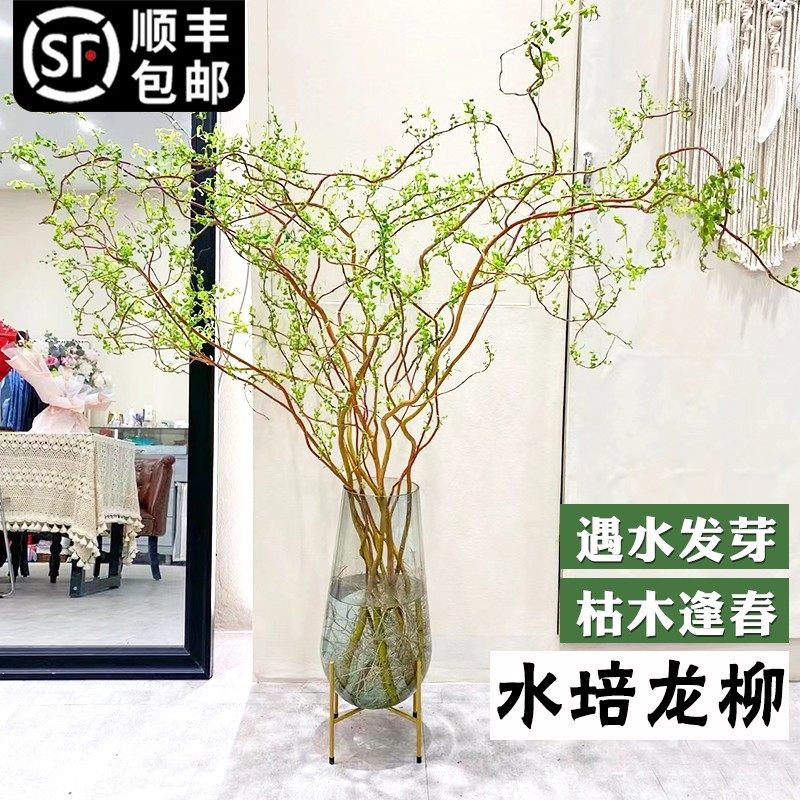 龙柳鲜枝水培植物水养插花