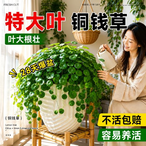 水培大叶铜钱草室内外好养盆栽