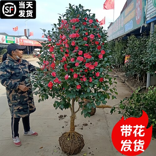 香妃茶花树苗盆栽带花苞