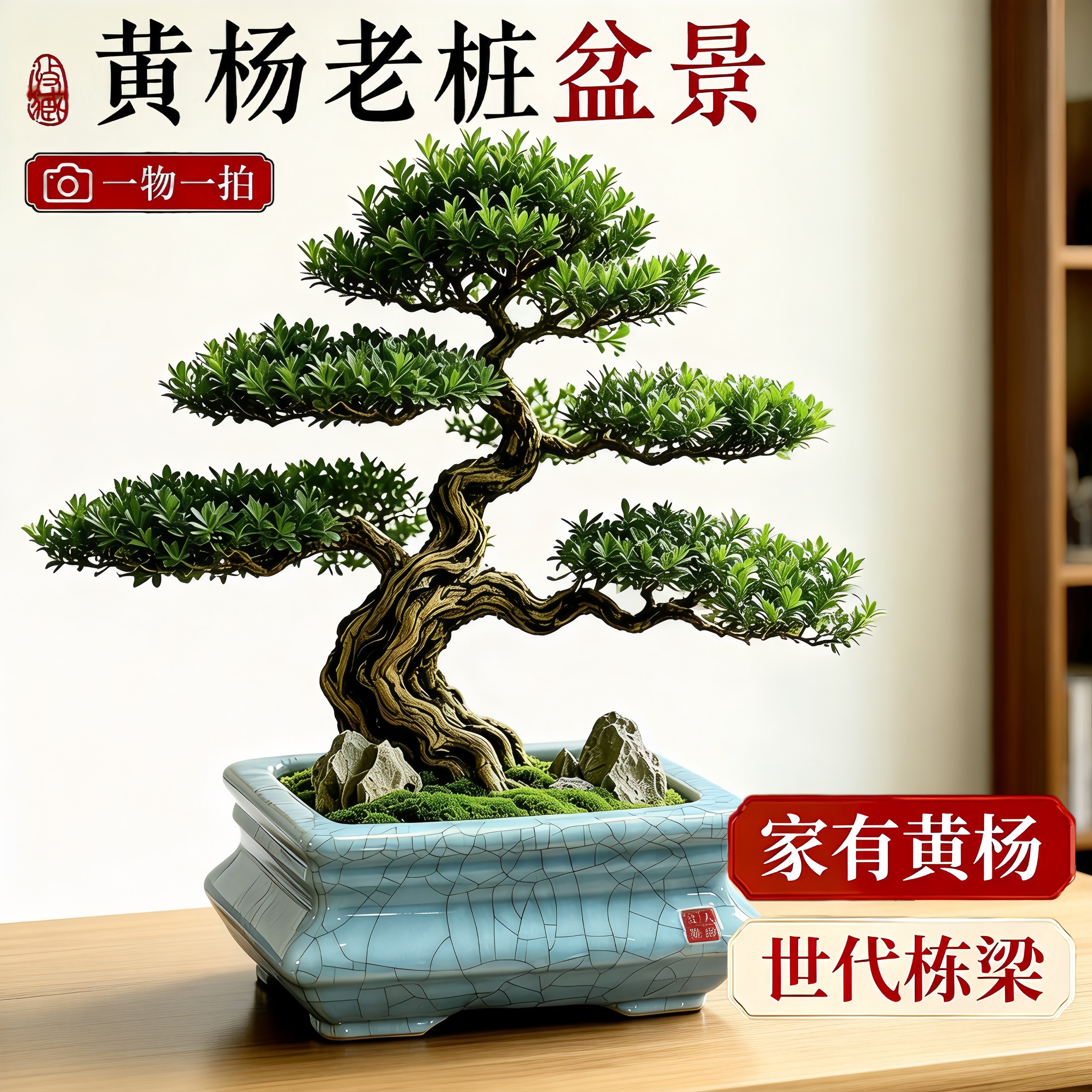 黄杨盆景老桩植物盆栽室内茶桌面绿植四季常青庭院造型树苗罗汉松