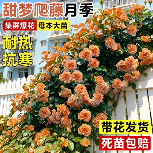 甜梦月季蔷薇浓香四季开花大苗