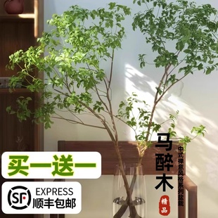 马醉木水培植物鲜切枝条盆栽真树小绿植室内日本吊钟客厅水养鲜花