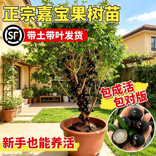 嘉宝果树苗当年结果南北可种