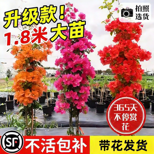 1米8母系特大三角梅树苗爬藤植物花卉盆栽树苗四季好养开花卉植物