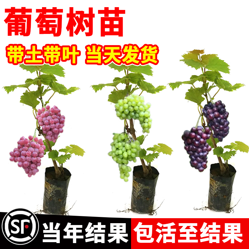 葡萄树苗阳光玫瑰蓝宝石无籽夏黑巨峰葡萄爬藤南北方种植当年结果