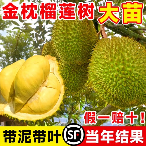 榴莲树果苗南北方种金枕大