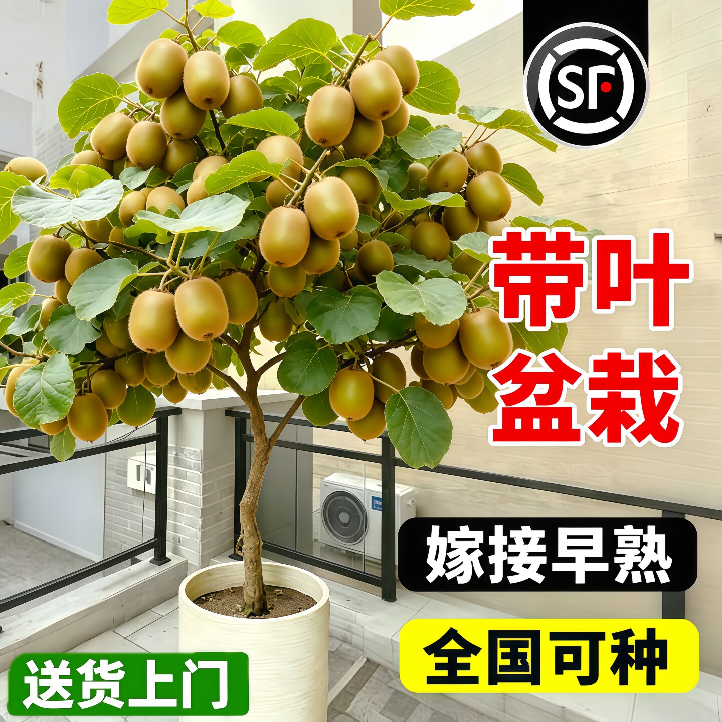 红心猕猴桃树苗公母同株南北适栽图片