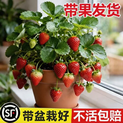 丹东99奶油红颜脱毒四季果草莓苗