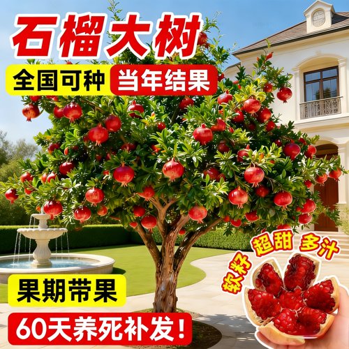 突尼斯软籽石榴树苗当年结果