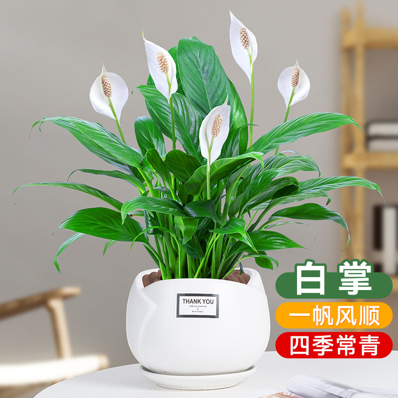 白掌红掌植物室内水培盆栽四季开花卉绿植带花栽一帆风顺好养易活