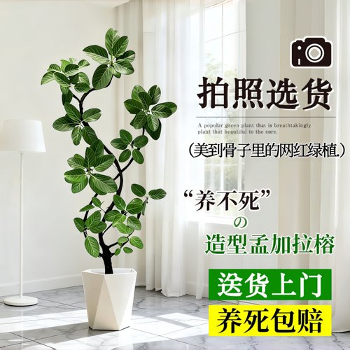 客厅孟加拉榕树落地盆栽耐阴好养