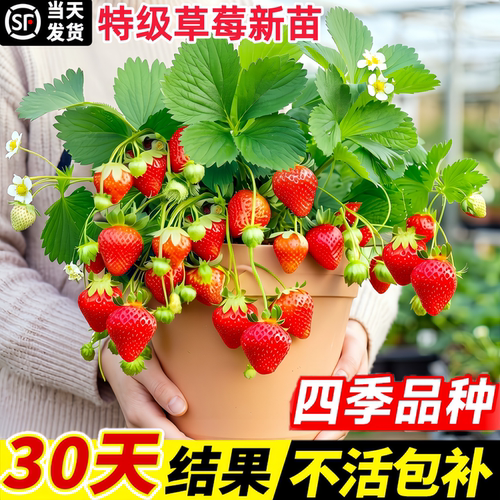四季结果奶油草莓苗盆栽南北可种