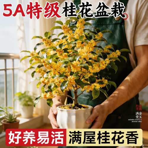 5A特级金桂四季桂盆栽老桩