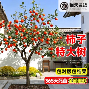 特大号柿子树苗果树果苗太秋甜柿脆庭院阳台地盆栽南北方四季种植