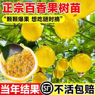 百香果树果苗钦蜜9号黄金百香果嫁接大苗四季南北方种植盆栽结果