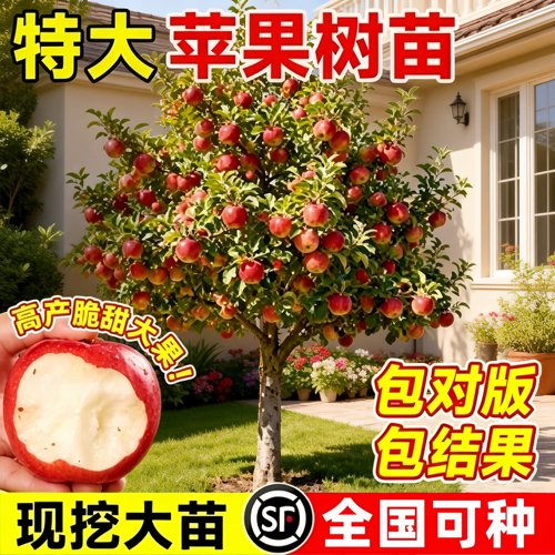 红富士苹果苗盆栽当年结果好养