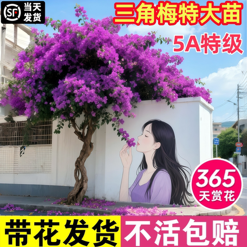 重瓣爬藤三角梅盆栽带花好养