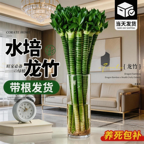 龙竹富贵竹水培带根粗杆招财