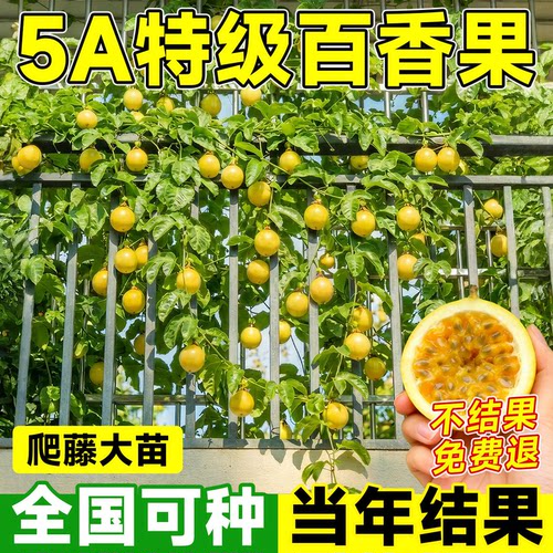 钦蜜9号黄金百香果嫁接特大水果树苗四季爬藤阳台庭院盆地栽种植