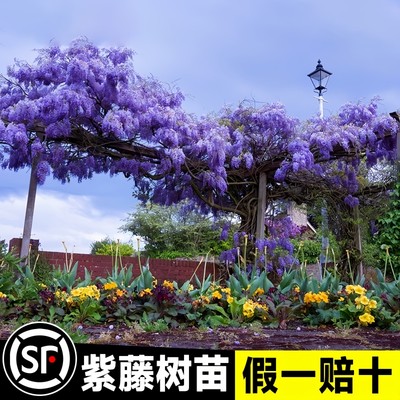 紫藤花树苗攀援爬藤植物多花卉盆栽易活四季庭院老桩耐寒四季开花