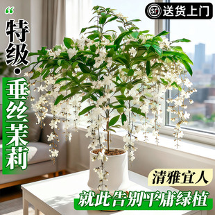 垂丝茉莉盆栽带花苞四季飘香阳台垂吊室内阳台茉莉花好养易活绿植