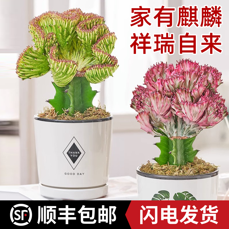 麒麟花室内盆栽吸甲醛