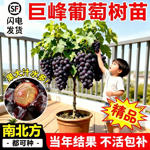 巨峰阳光玫瑰葡萄苗南北方可种