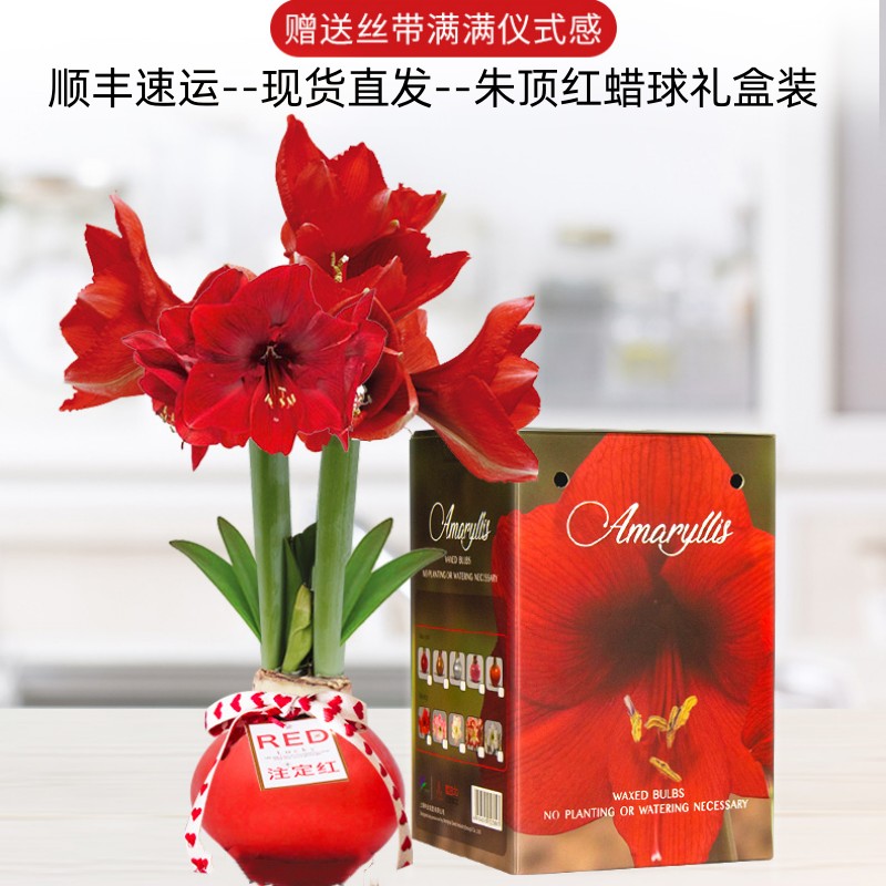 朱顶红种球封蜡新年宵花
