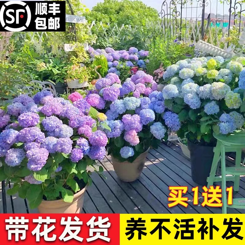 绣球花苗盆栽无尽夏老桩带花苞室内庭院花卉植物四季开花好养耐寒