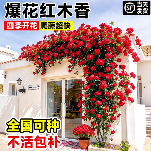 红木香四季开花爬藤花卉大苗甜蜜黄白木香无刺蔷薇庭院阳台盆栽花